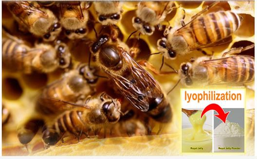 Royal Jelly Powder Product