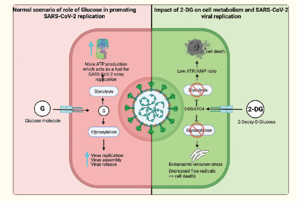 Impact of glucose versus 2-DG on cell metabolism and SARS-CoV-2 viral replication